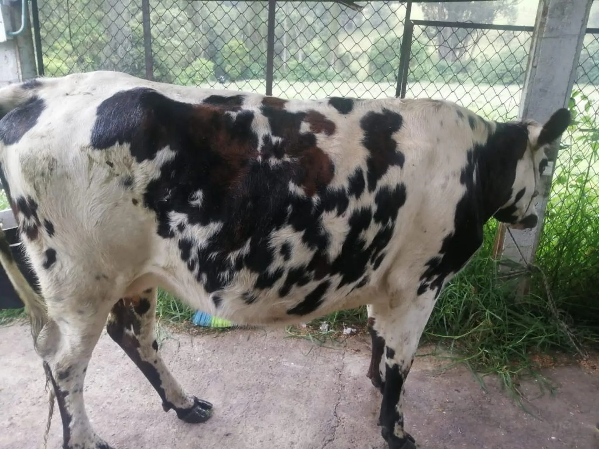 Qurban 1442H in Bogota Colombia