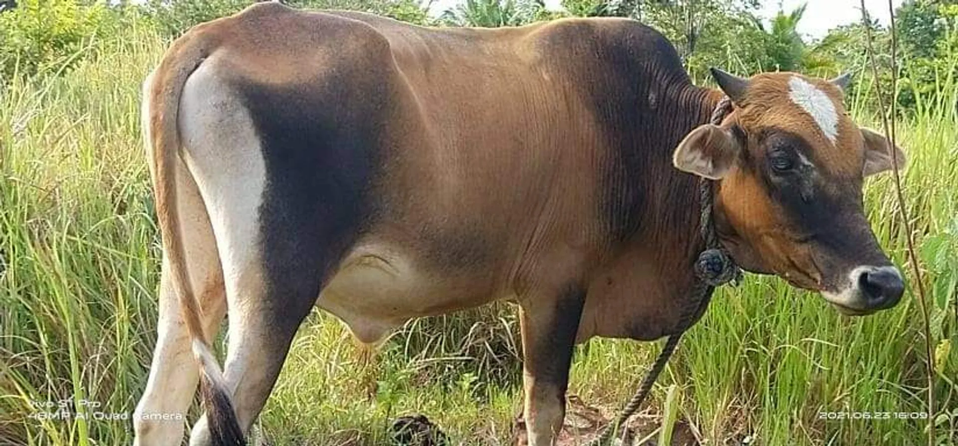 Qurban 1442H in Zamboanga Philippines